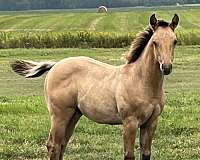 none-horse