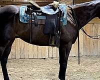 pleasure-appendix-horse