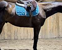 trail-appendix-horse