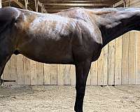 fox-hunting-appendix-horse