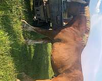 19-hand-belgian-stallion