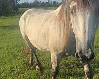 draft-mare