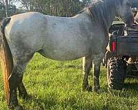 draft-horse-for-sale