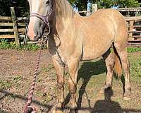 draft-gelding