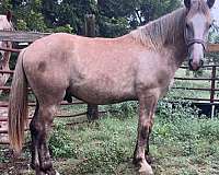 cross-halter-belgian-percheron-horse