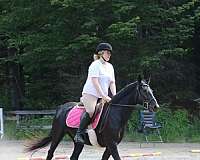 experienced-arabian-standardbred-horse