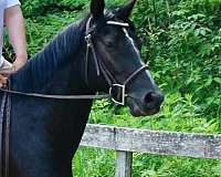 beginner-arabian-standardbred-horse