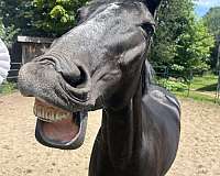 trail-arabian-standardbred-horse