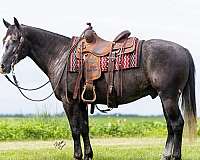 all-around-quarter-horse