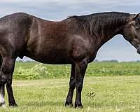 athletic-quarter-horse
