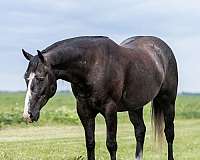 flashy-quarter-horse