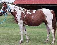 all-around-paint-horse