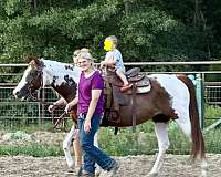barrel-paint-horse