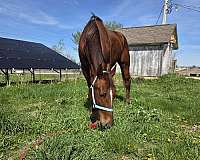 morgan-standardbred-gelding
