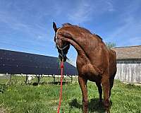 morgan-standardbred
