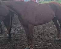 gelding