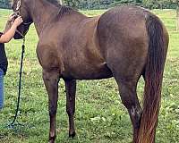 all-quarter-horse