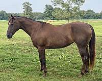 all-around-quarter-horse