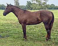 arena-quarter-horse