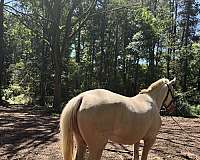 breeders-trust-palomino-horse