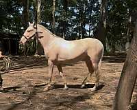 ancce-palomino-mare