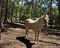 breeding-palomino-horse