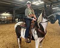 spotted-saddle-gelding
