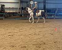 spotted-saddle-horse-for-sale
