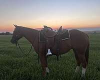 reined-cow-quarter-horse