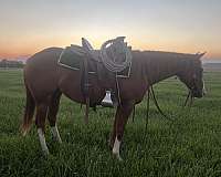 roping-quarter-horse