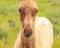 cutting-prospect-crossbred-pony