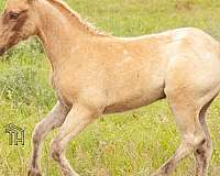 heading-crossbred-pony