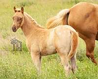 futurity-eligible-crossbred-pony
