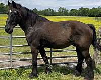 star-on-forehead-horse