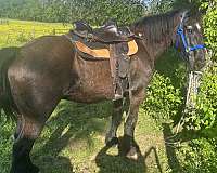 black-star-on-forehead-horse