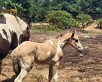 tobiano-horse
