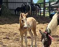 buckskin-tobiano-horse