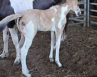 all-around-paint-horse