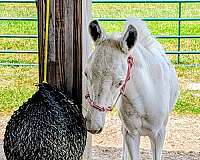 pinto-donkey-gelding-yearling