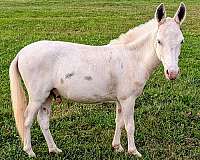 driving-spotted-donkey