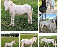 driving-pinto-donkey