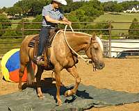 ranch-versatility-quarter-horse