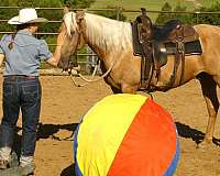 ranch-work-quarter-horse