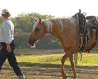 ridden-western-quarter-horse