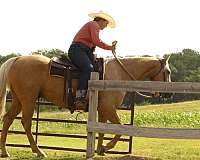 team-penning-quarter-horse
