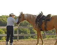 trail-class-competition-quarter-horse