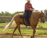 trail-quarter-horse