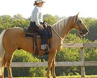 trail-riding-quarter-horse