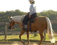 palomino-quarter-horse-gelding