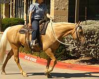 palomino-ranch-versatility-horse